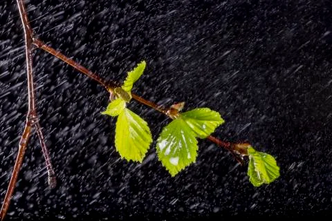 Birch Leaves with Rain Stock Photos