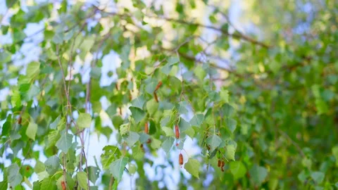 Birch leaves with ripe catkins Stock Footage 315415009