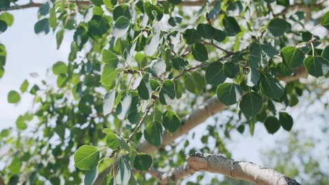 Birch leaves rustling in the wind. Video stock 162698920