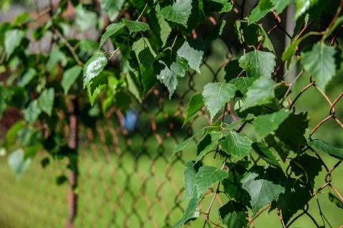 Birch leaves in a rusty mesh. Stock-Fotos