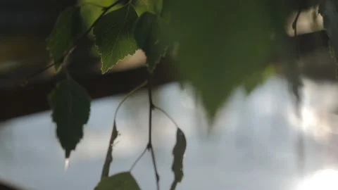 Birch leaves in the setting sun Stock Footage 144519021