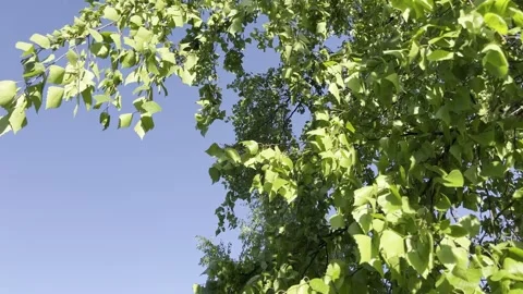 Birch leaves in spring. Stock Footage 241533045