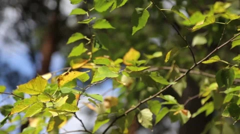 Birch leaves in the sun Stock Footage 55127038