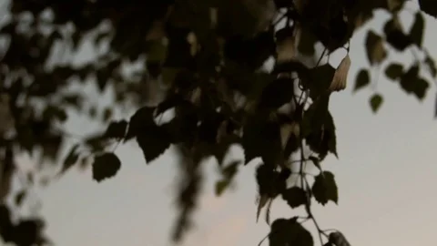 Birch leaves on a sunset background 스톡 동영상 72388928