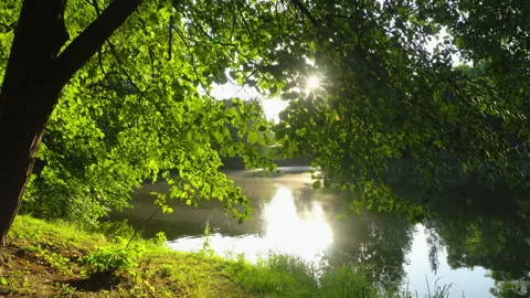 Birch leaves at sunset Stock Footage 137636128