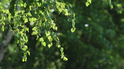 Birch leaves super slow motion 動画素材 40756642