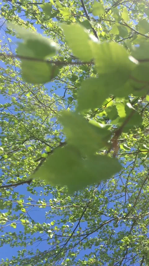 Birch leaves sway in the wind against a blue sky Stock Footage