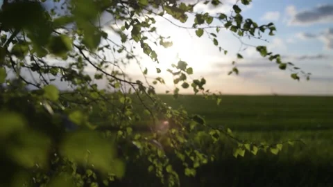 Birch leaves swaying in the background of the sunset sky Video stock 131966044