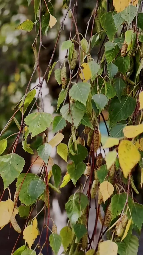 Birch leaves swaying during early autumn transition, Slow Motion Vertical Stock Footage 346069869
