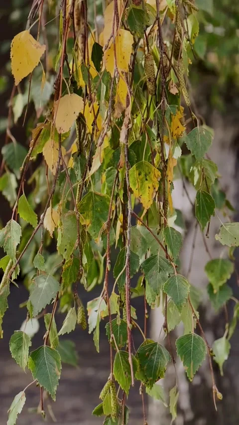Birch leaves swaying during early autumn transition, Slow Motion Vertical Stock Footage 346069873