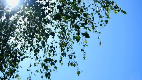 Birch leaves swaying in the wind Stock Footage 90297502