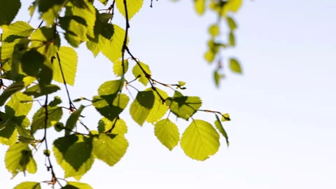 Birch Leaves Swaying In The Wind Stock Footage 200876399
