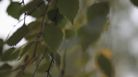 Birch leaves swing in the wind Stock Footage 168008576