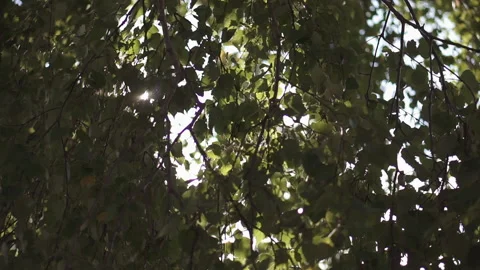 Birch leaves swing in the wind Stock Footage 168008580