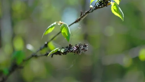 Birch leaves waving in the wind. Stock Footage 337482880