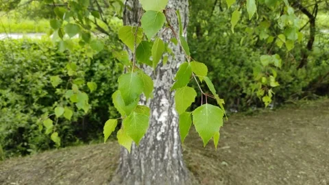 Birch leaves in the wind 1 Video stock 336186190