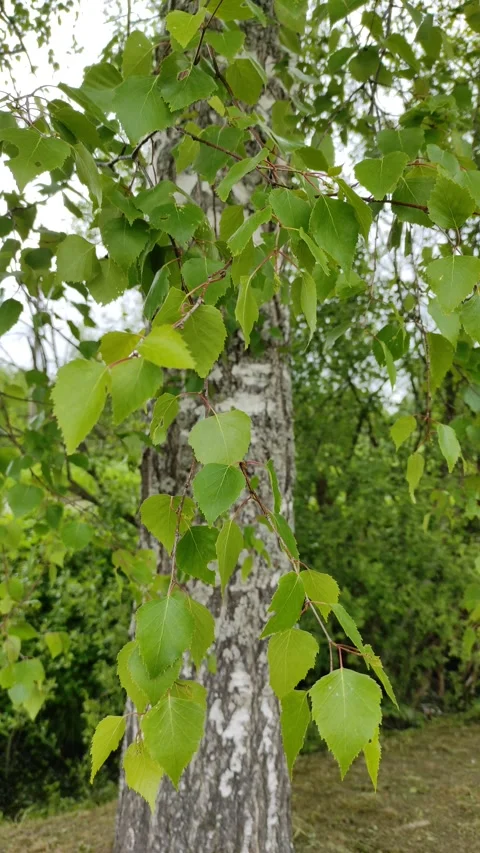 Birch leaves in the wind 2 Stock Footage 336186160