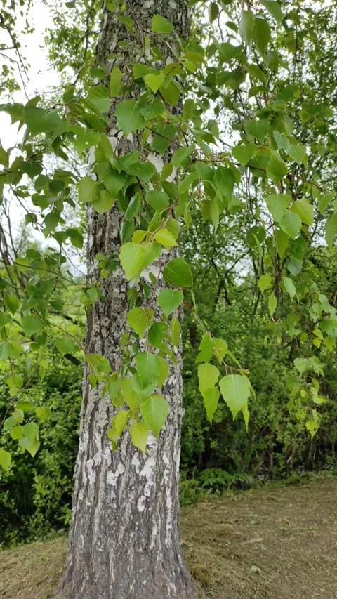 Birch leaves in the wind 3 Stock Footage 336186384