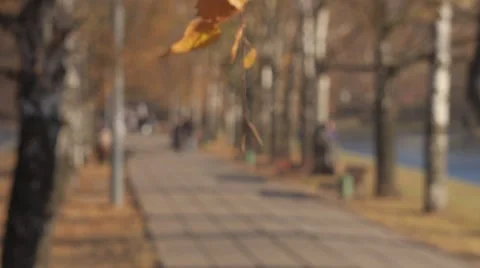 Birch leaves on the wind in fall park Stock Footage 45572176