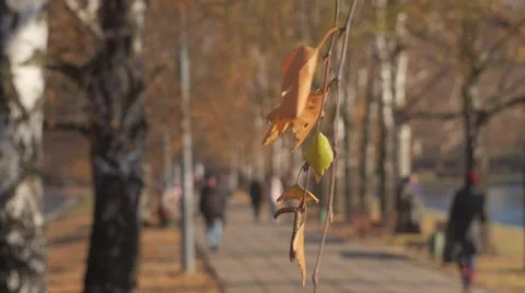 Birch leaves on the wind in a fall park 2 Stock Footage 45576496