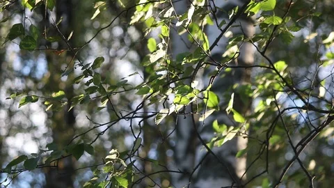 Birch leaves on the wind Stock Footage 98834543