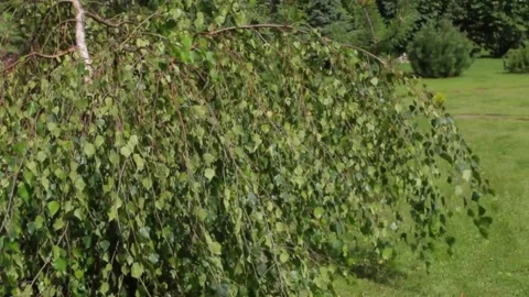 Birch leaves in the wind Stock Footage 163567855