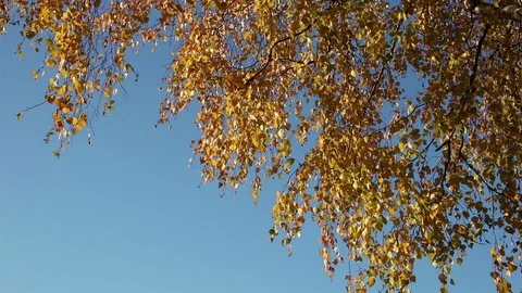 Birch leaves on the wind frame corner Stock Footage 103952636