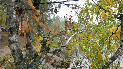 Birch Leaves Wind Lake Stock Footage 139721785