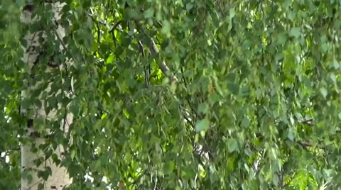 Birch light breeze blowing. Stock Footage 54304441