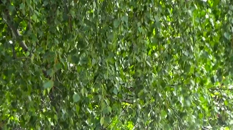 Birch light breeze blowing. Stock Footage 54304450