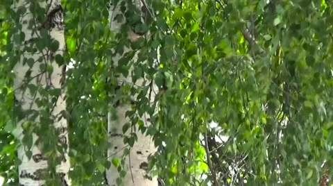 Birch light breeze blowing. Stockbeeldmateriaal 54304472