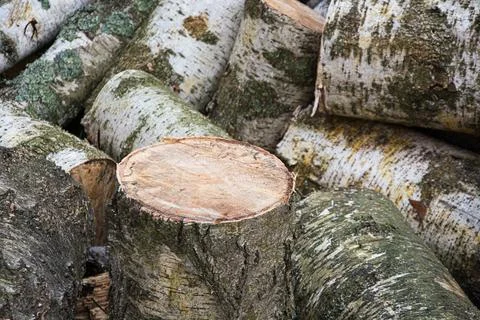 Birch log cross section close up wood rings texture Stock Photos