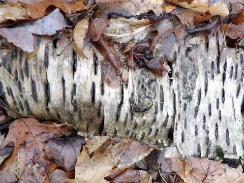 Birch Log in fall Stock Photos