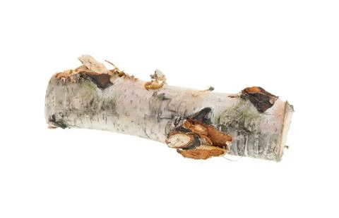 Birch log isolated on white background. Stock Photos