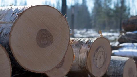 Birch on Log Landing Stock Photos