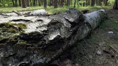 A birch log lies on the floor Stock-Footage 132435510