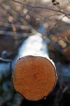 A birch log lying down as it snowed on during the night Stock Photos