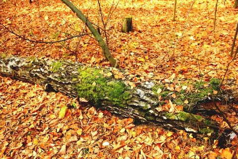 A birch log lying in the forest Stock Photos