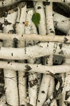 Birch logs and little leaf Stock Photos