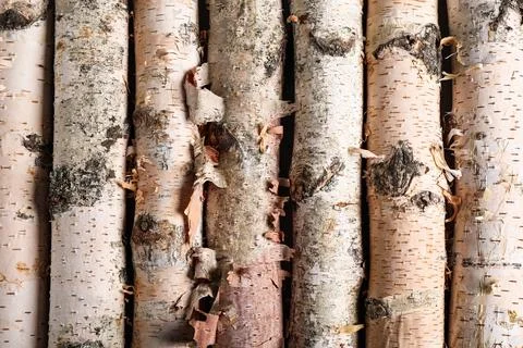 Birch logs as background Stock Photos