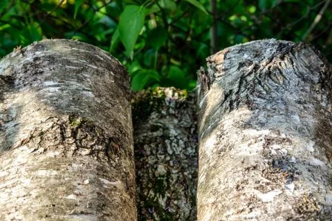 Birch logs bark up. Stock Photos