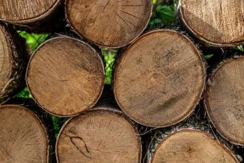 Birch logs close-up. Stock Photos