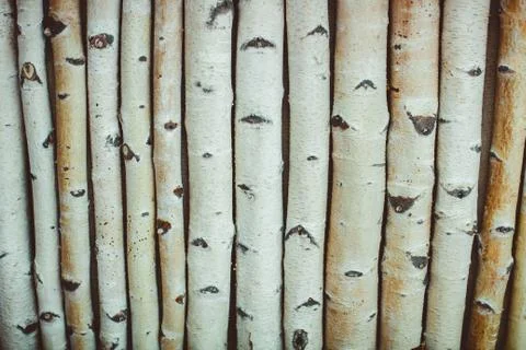 Birch logs lot Foto stock