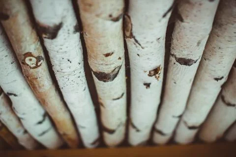 Birch logs lot Stock Photos