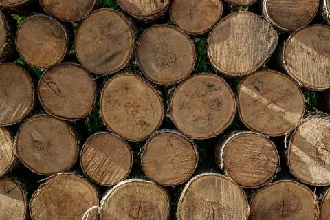Birch logs. Stock Photos