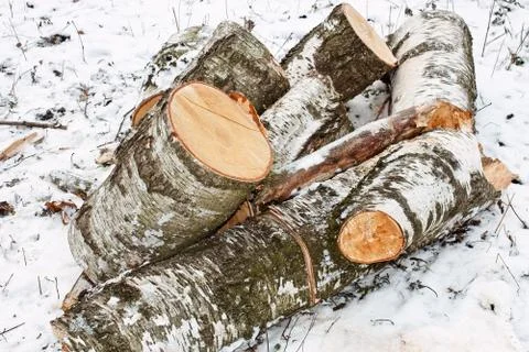 Birch logs on the snow Stock Photos