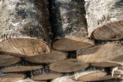 Birch logs, top view. Stock Photos