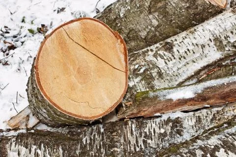Birch logs in winter Stock Photos