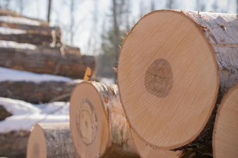 Birch Logs in Winter Stock Photos