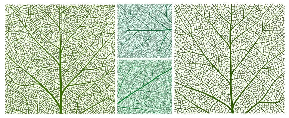 Birch, maple and oak leaf vein texture, plant cell 스톡 일러스트